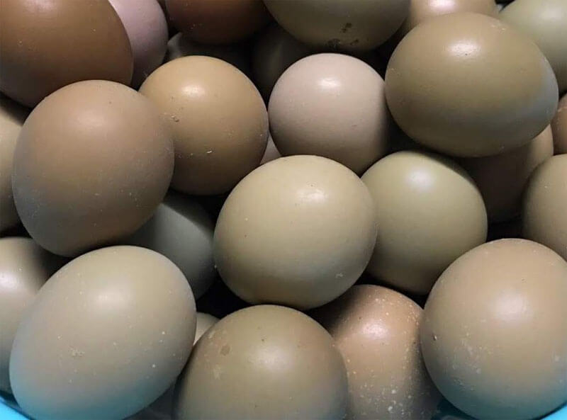 lợi ích sức khỏe và sắc đẹp từ trứng chim trĩ