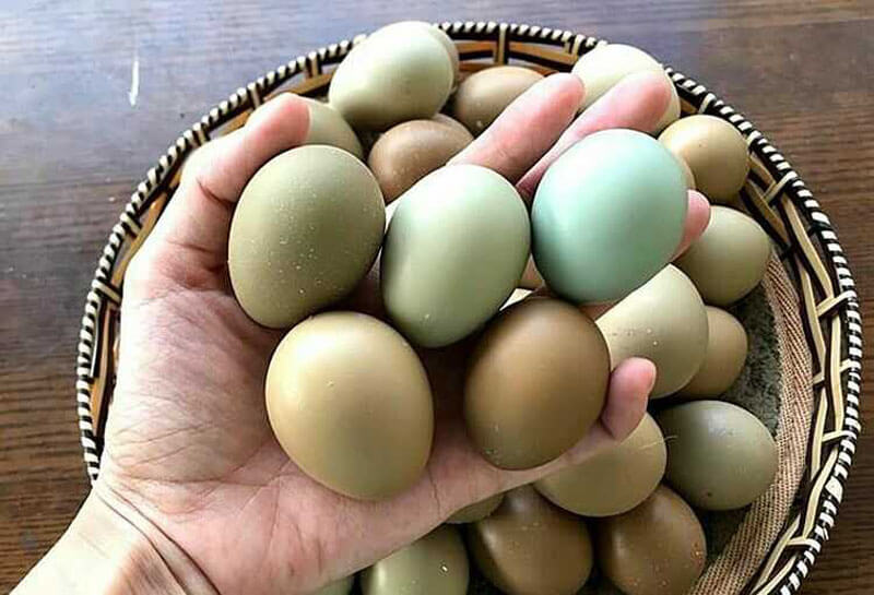 trứng chim trĩ chữa bệnh