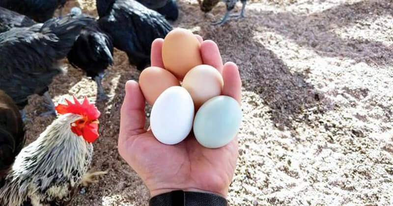 khác biệt của Trứng Chim Trĩ và Trứng Gà