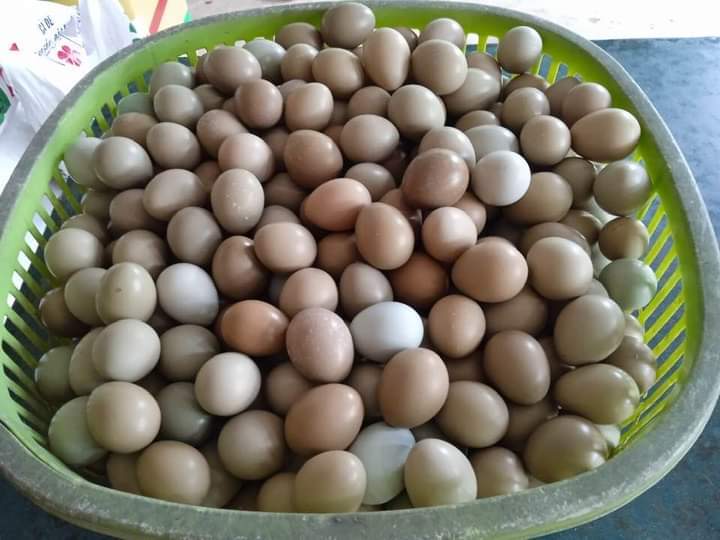 Trứng chim trĩ có thể ăn được sống không?