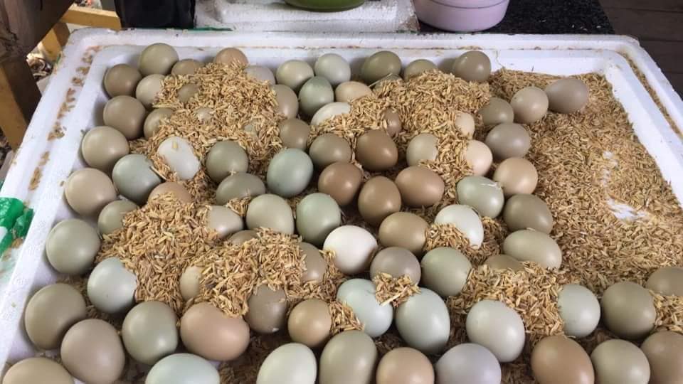 Cách bảo quản trứng chim trĩ sau khi luộc