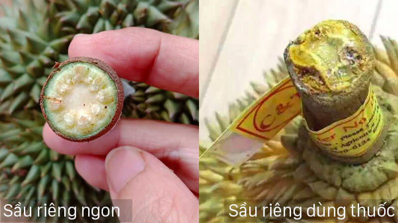 phân biệt sầu riêng