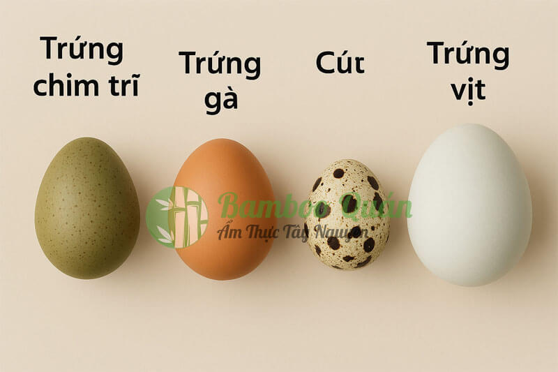 đác điểm các loại trứng chim trĩ, gà cút, vịt